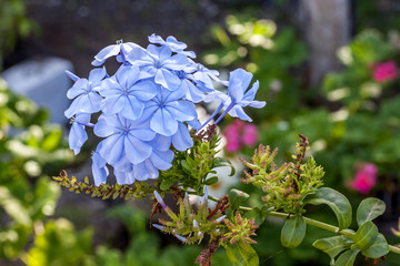 Plumbago bleu
Plumbago capeusis bleu