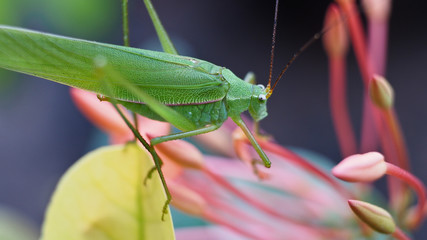 Grasshopper perched on