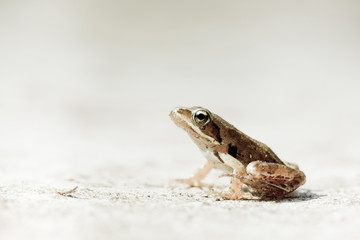 bébé grenouille agile