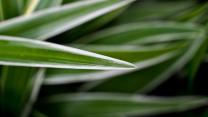 The Leaf of Spider Plant