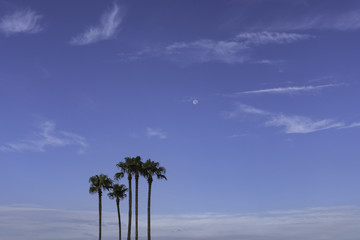 Palm Trees at the Beach and Blue Morning Sky