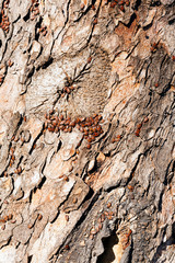 red begbugs on the tree