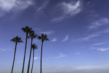 Palm Trees at the Beach and Blue Morning Sky