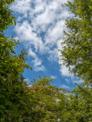 foliage with a blue sky and clouds
