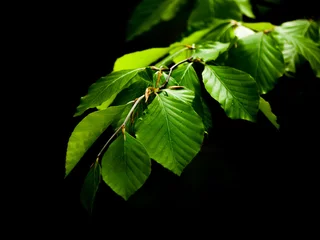 Papier Peint photo Arbres Green lush beech leaves on dark background. Spring theme. Shallow depth of field.