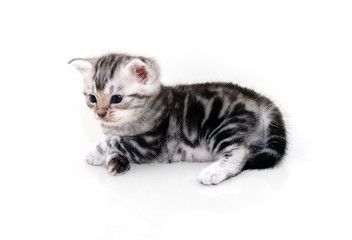 Obraz premium Cute American shorthair cat kitten with copy space