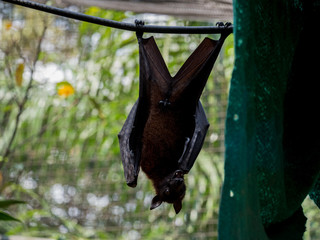 Indian flying fox