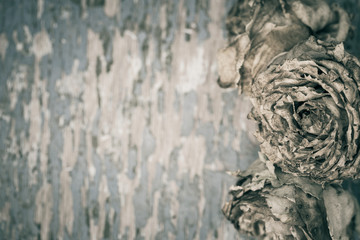 Faded roses on an old painted wooden background