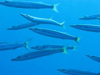 Barracudas in the Red Sea, Egypt.
