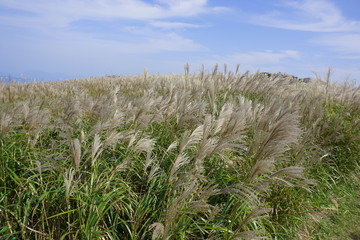 Japanese pampas grass at Oishi-kogen Highland,Wakayama Japan
