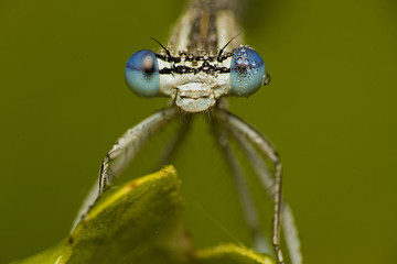Beautiful dragonfly on the leaf . Insect with drops of water on the eyes on the green background , macro 
