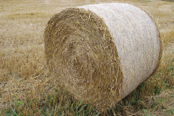 Yellow hay roll in the field. Agriculture. 