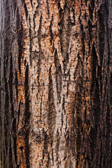 tree bark