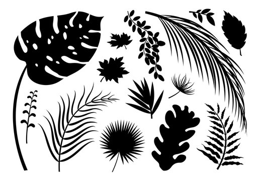 Set of silhouette leaves on white background