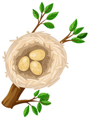 Three eggs in bird nest