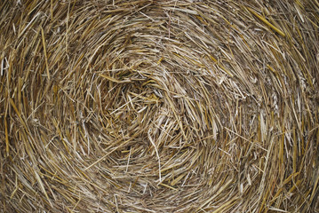 Yellow hay background. Round shape.