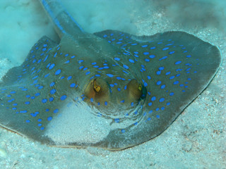 Stingray in Red Sea, Egypt.