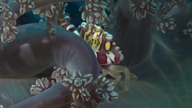 Harlequin crab in soft coral
