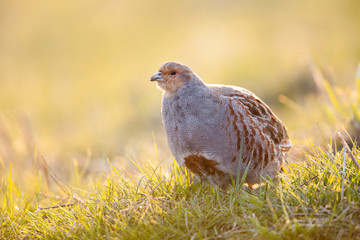 Perdrix dans un champ