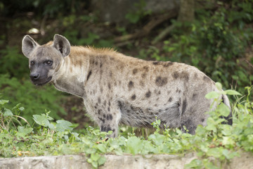 Spotted Hyena watching something