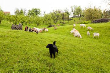 goats on pasture