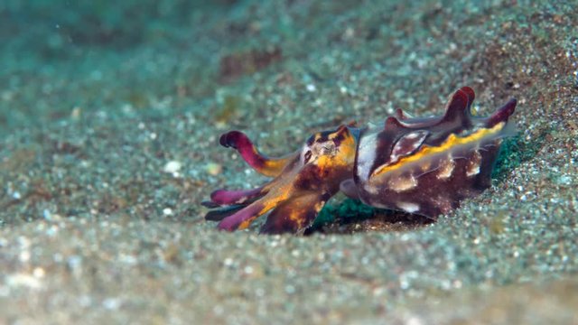 Flamboyant cuttlefish (Metasepia pfefferi) walking over sand