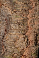 Corteccia di sughero