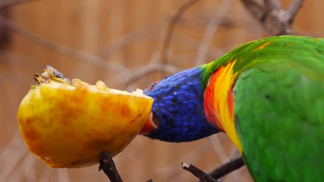 Allfarblori, Trichoglossus haematodus, frisst einen Apfel