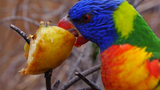 Allfarblori, Trichoglossus haematodus, frisst einen Apfel