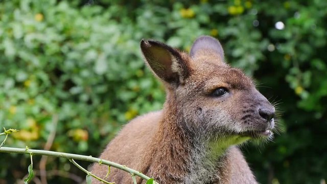 Bennettk&auml;guru frisst Bl&auml;tter, Macropus rufogriseus
