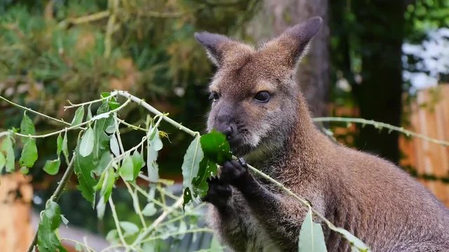 Bennettk&auml;guru frisst Bl&auml;tter, Macropus rufogriseus