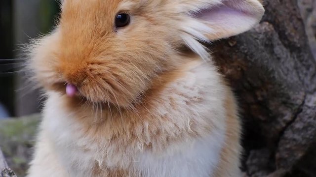 Kopf von Kaninchen