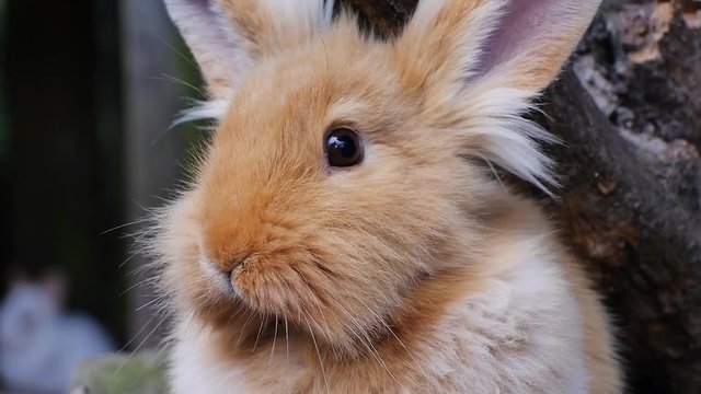 Kopf von Kaninchen