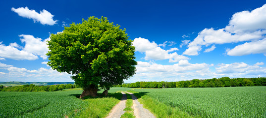 Fototapeta na wymiar Oak Tree beside Farm Track leading through Green Fields, Spring Landscape under Blue Sky with Clouds