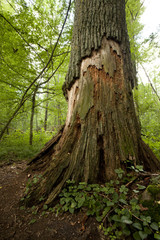 big old tree in natural forest
