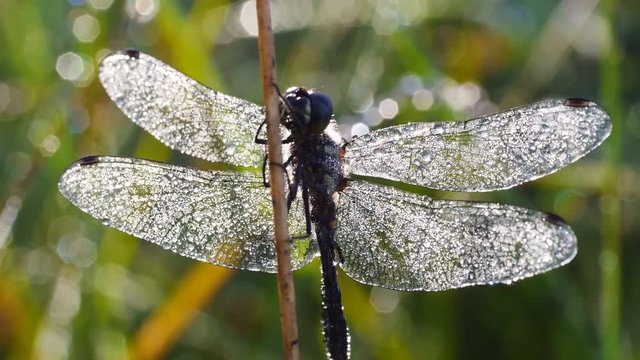 Libelle mit Morgentau
