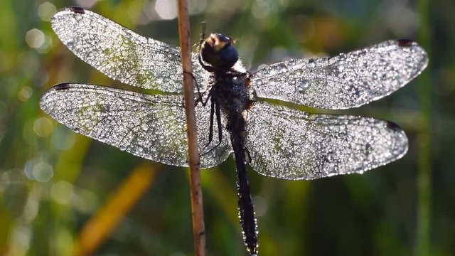 Libelle mit Morgentau