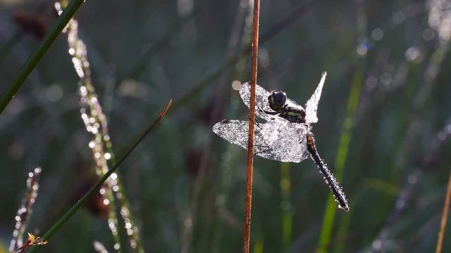 Libelle mit Morgentau