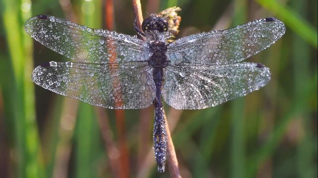 Libelle mit Morgentau