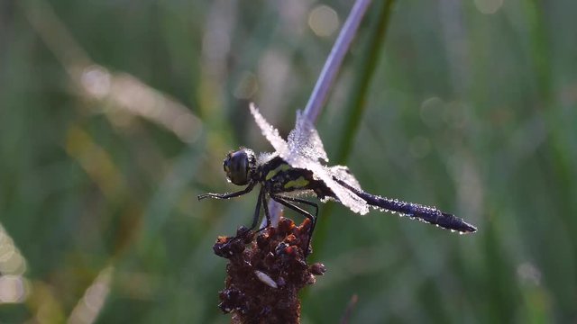 Libelle mit Morgentau