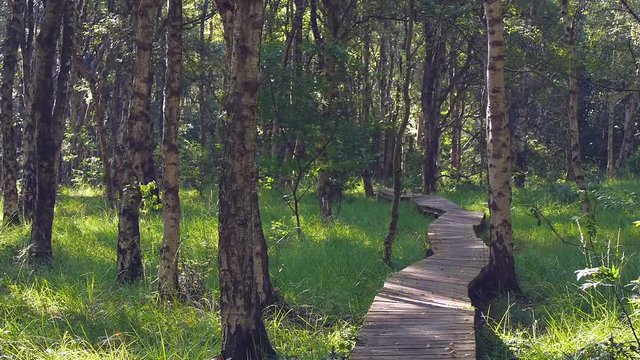 Holzsteg durch Moorgebiet im Emsland mit Moorbirken