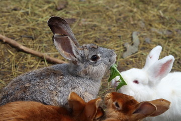 rabbits