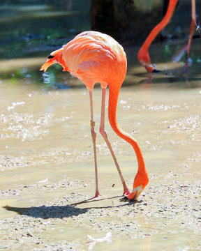 Flamingo Bird exotic