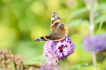 Buddleja davidii flower with butterfly.