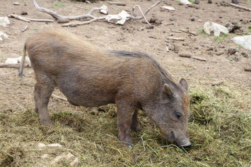 wild boar