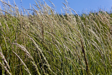 tall grass in a field