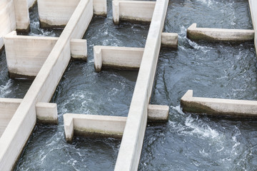 river fish stairs