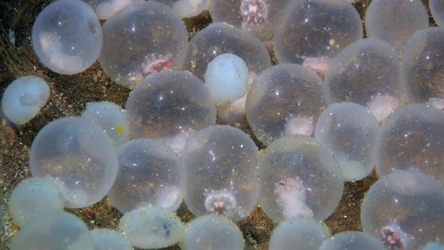 Flamboyant cuttlefish (Metasepia pfefferi) eggs