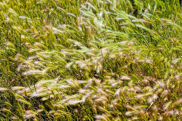 tall grass in a field