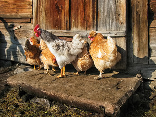 Fototapeta na wymiar Free Range Cock and Hens outdoors